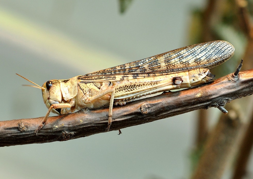 C:\Users\AcerNitro5\Desktop\Sarana-perelitna.jpg
